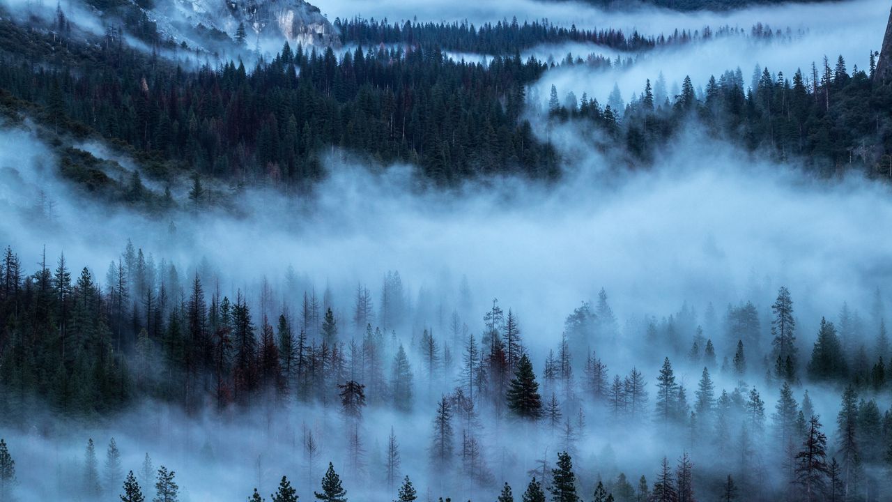 Wallpaper trees, fog, shroud
