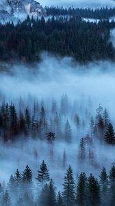 Preview wallpaper trees, fog, shroud