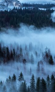 Preview wallpaper trees, fog, shroud