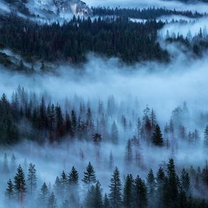 Preview wallpaper trees, fog, shroud