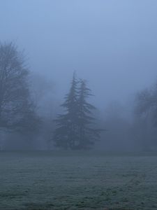 Preview wallpaper trees, fog, silhouettes, landscape, nature