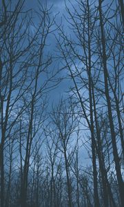 Preview wallpaper trees, fog, sky