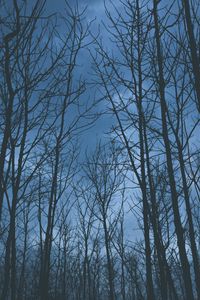 Preview wallpaper trees, fog, sky