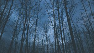 Preview wallpaper trees, fog, sky