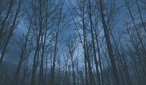 Preview wallpaper trees, fog, sky
