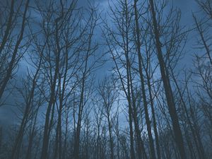 Preview wallpaper trees, fog, sky