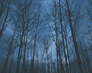 Preview wallpaper trees, fog, sky