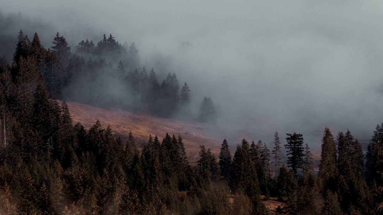 Wallpaper trees, fog, slope, nature