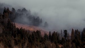 Preview wallpaper trees, fog, slope, nature