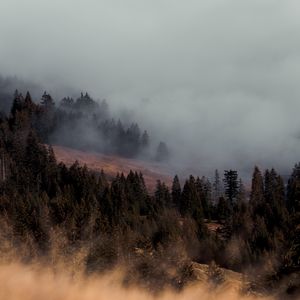 Preview wallpaper trees, fog, slope, nature