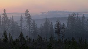 Preview wallpaper trees, fog, spruce, forest