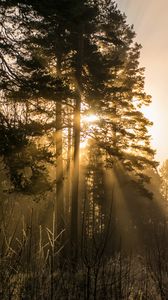 Preview wallpaper trees, fog, sunlight, rays