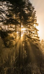 Preview wallpaper trees, fog, sunlight, rays