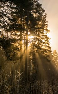 Preview wallpaper trees, fog, sunlight, rays