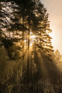 Preview wallpaper trees, fog, sunlight, rays