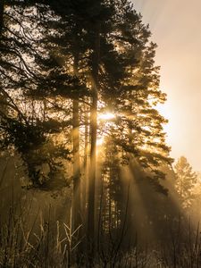 Preview wallpaper trees, fog, sunlight, rays