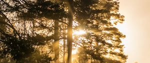 Preview wallpaper trees, fog, sunlight, rays