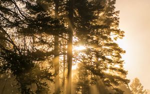 Preview wallpaper trees, fog, sunlight, rays