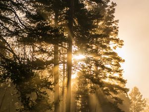 Preview wallpaper trees, fog, sunlight, rays