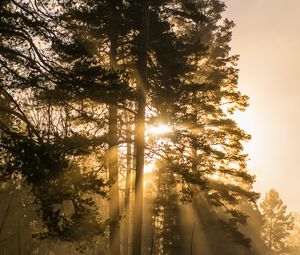 Preview wallpaper trees, fog, sunlight, rays