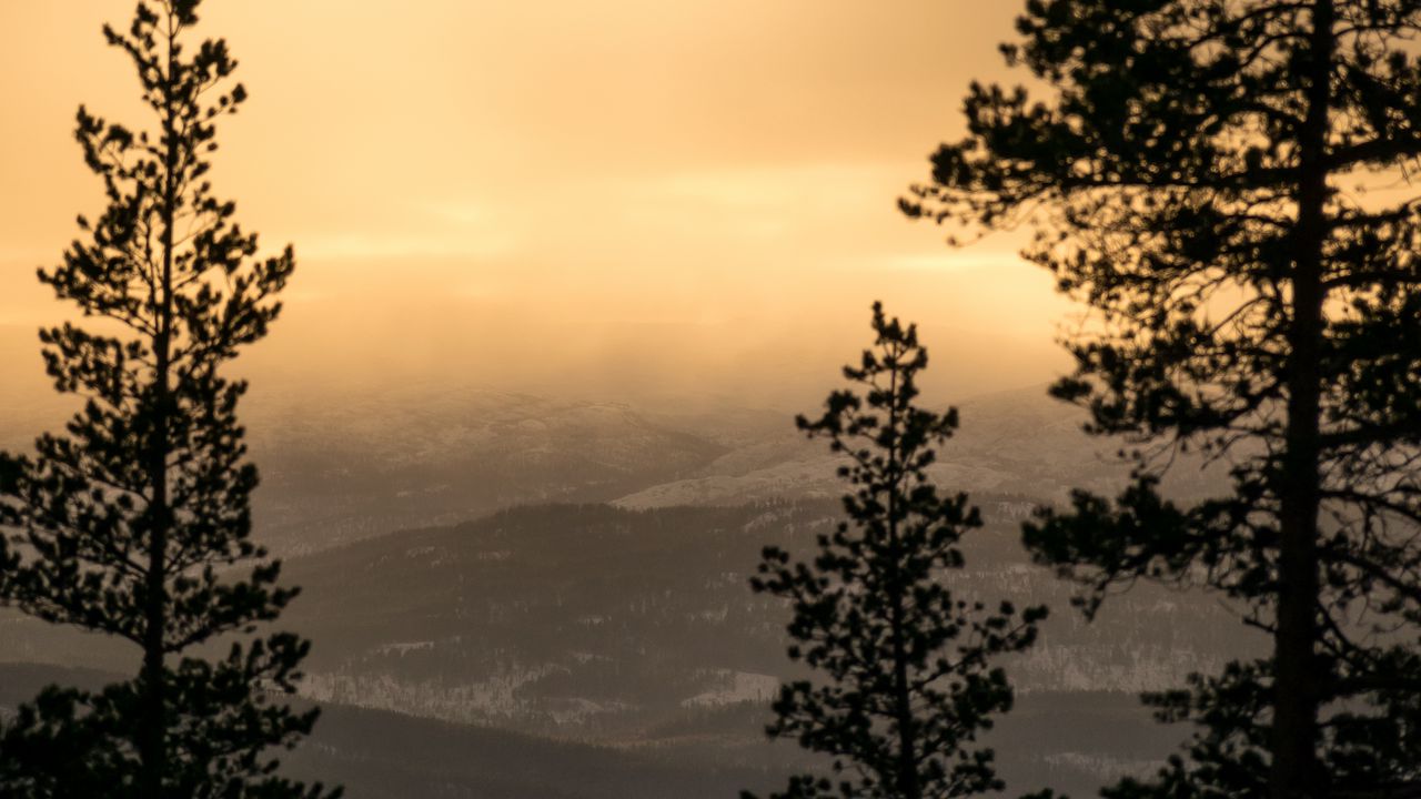 Wallpaper trees, fog, sunset, dusk, nature