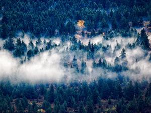 Preview wallpaper trees, fog, top view