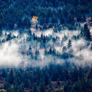 Preview wallpaper trees, fog, top view