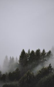 Preview wallpaper trees, fog, tops, sky