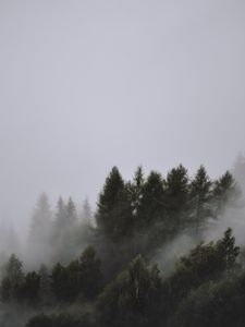 Preview wallpaper trees, fog, tops, sky