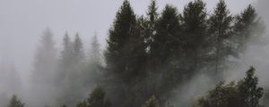Preview wallpaper trees, fog, tops, sky