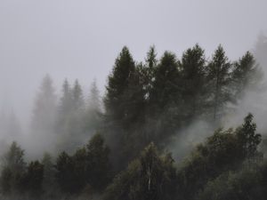 Preview wallpaper trees, fog, tops, sky