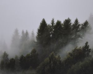 Preview wallpaper trees, fog, tops, sky