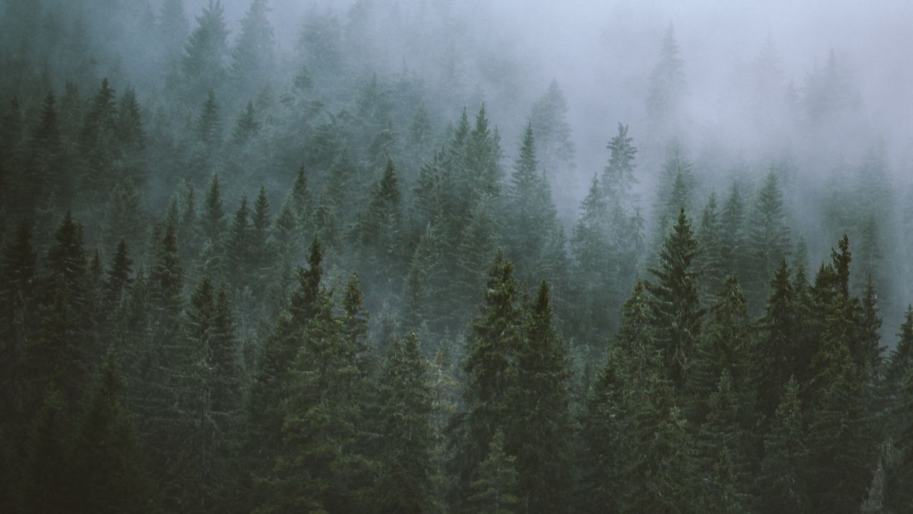 Wallpaper trees, fog, tops, forest