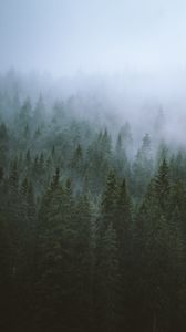 Preview wallpaper trees, fog, tops, forest