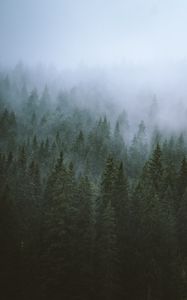 Preview wallpaper trees, fog, tops, forest