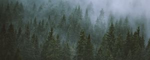 Preview wallpaper trees, fog, tops, forest