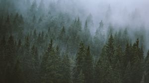 Preview wallpaper trees, fog, tops, forest