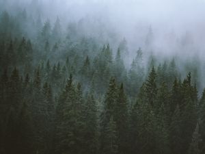 Preview wallpaper trees, fog, tops, forest