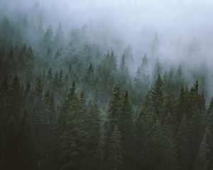 Preview wallpaper trees, fog, tops, forest