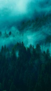 Preview wallpaper trees, fog, tops, forest