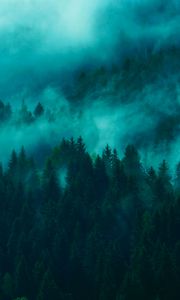 Preview wallpaper trees, fog, tops, forest