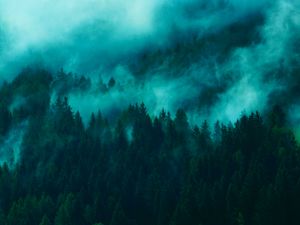 Preview wallpaper trees, fog, tops, forest