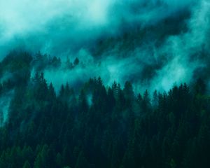 Preview wallpaper trees, fog, tops, forest