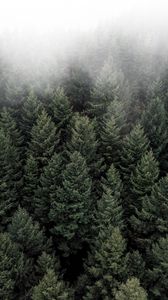 Preview wallpaper trees, fog, tops, forest, green, aerial view