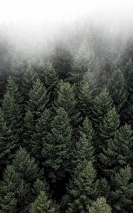 Preview wallpaper trees, fog, tops, forest, green, aerial view