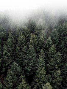 Preview wallpaper trees, fog, tops, forest, green, aerial view