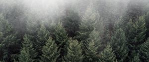 Preview wallpaper trees, fog, tops, forest, green, aerial view