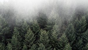 Preview wallpaper trees, fog, tops, forest, green, aerial view