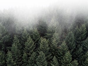 Preview wallpaper trees, fog, tops, forest, green, aerial view