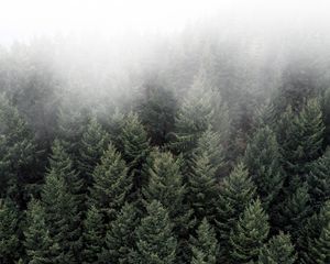 Preview wallpaper trees, fog, tops, forest, green, aerial view